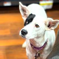 Thumbnail photo of Patches #1