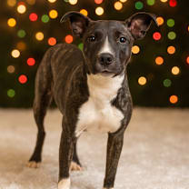 Thumbnail photo of DORA #1