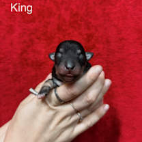 Thumbnail photo of King #2