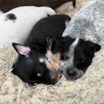 Thumbnail photo of King #4