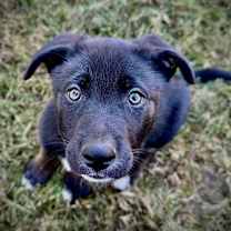 Thumbnail photo of Ferris  #4