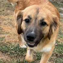 Thumbnail photo of SASHA #3