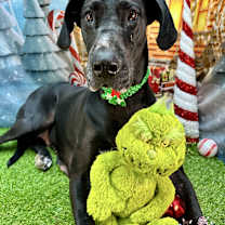 Thumbnail photo of Heidi #1