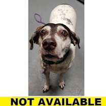 Thumbnail photo of Electra Thunderbolt #1