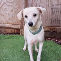 Thumbnail photo of Darcy #1