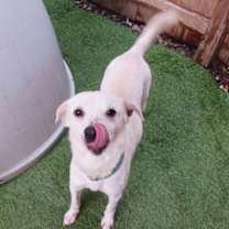 Thumbnail photo of Darcy #4