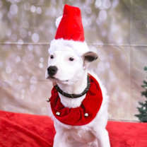 Thumbnail photo of Harvey #2