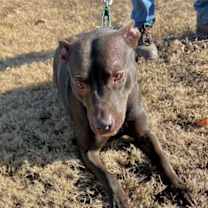 Thumbnail photo of Farrah (Foster/Adopt Only) #1