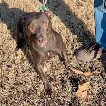 Thumbnail photo of Farrah (Foster/Adopt Only) #2