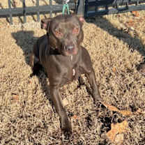 Thumbnail photo of Farrah (Foster/Adopt Only) #3