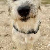 Thumbnail photo of Rocket #2