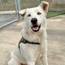 Thumbnail photo of Nico #1