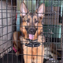 Thumbnail photo of Fitzcarraldo #1