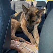 Thumbnail photo of Fitzcarraldo #2