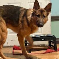 Thumbnail photo of Fitzcarraldo #3