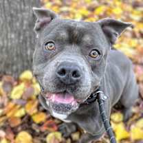 Thumbnail photo of Rugby #1