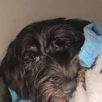 Thumbnail photo of Honey #1