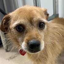 Thumbnail photo of Fido A1976829 #2