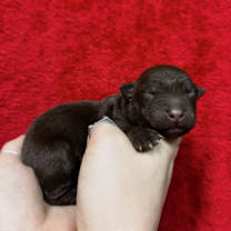 Thumbnail photo of Memphis #2