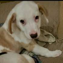 Thumbnail photo of Tater #4