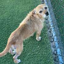 Thumbnail photo of Fido A1976829 #3