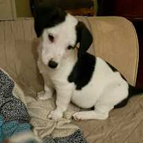 Thumbnail photo of Spud  #1