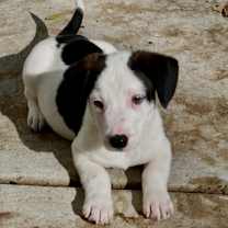 Thumbnail photo of Spud  #2