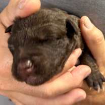 Thumbnail photo of Memphis #4