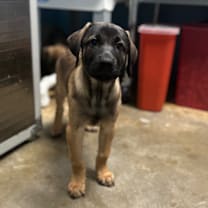 Thumbnail photo of King #2