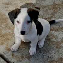 Thumbnail photo of Spud  #3