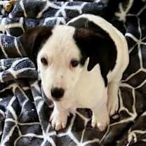 Thumbnail photo of Spud  #4