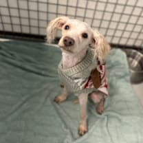 Thumbnail photo of Puffle #2