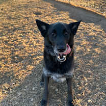 Thumbnail photo of Sam #4