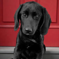 Thumbnail photo of PUPPY BLAZE #2