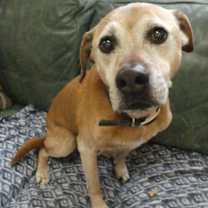 Thumbnail photo of Bear #1