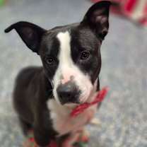 Thumbnail photo of Oreo #1