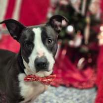 Thumbnail photo of Oreo #2