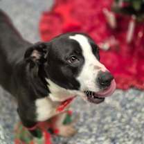 Thumbnail photo of Oreo #3