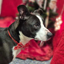 Thumbnail photo of Oreo #4