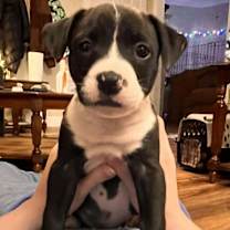 Thumbnail photo of Caprese #4