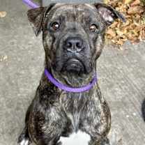 Thumbnail photo of Emerald #1