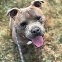 Thumbnail photo of Scooby #2