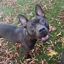 Thumbnail photo of Lylady #1