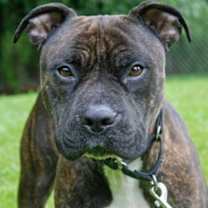 Thumbnail photo of Zeke #1