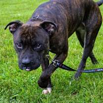 Thumbnail photo of Zeke #2