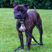 Thumbnail photo of Zeke #3