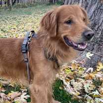 Thumbnail photo of Kirby #1