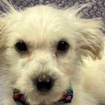 Thumbnail photo of Figgy #1