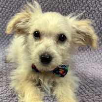 Thumbnail photo of Figgy #2