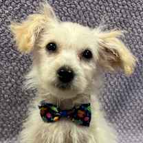 Thumbnail photo of Figgy #3